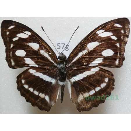 Athyma nefte (Cramer, 1780) Malaysia 51mm57g